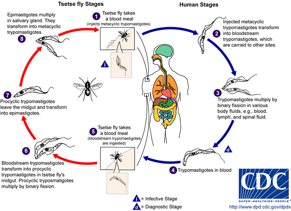 Parasitología: Trypanosoma cruzi